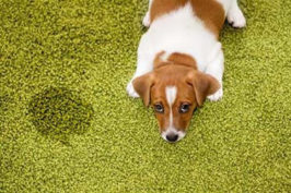 Pet Urine & Odor Removal